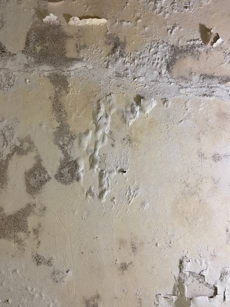Best Commercial Mold Removal  in Ewa Beach, HI