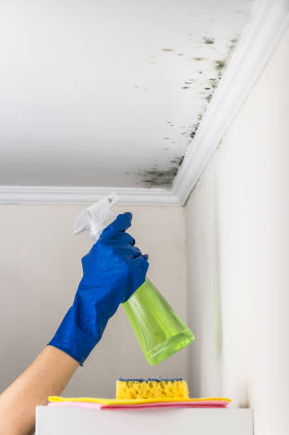 Best Toxic Mold Removal  in Ewa Beach, HI